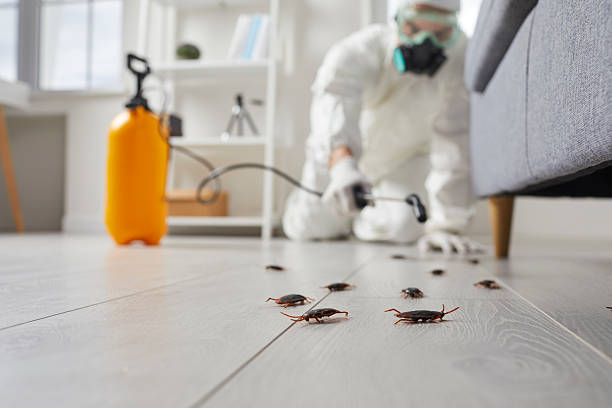 Post-Treatment Bed Bug Interceptor Monitoring in Palmdale